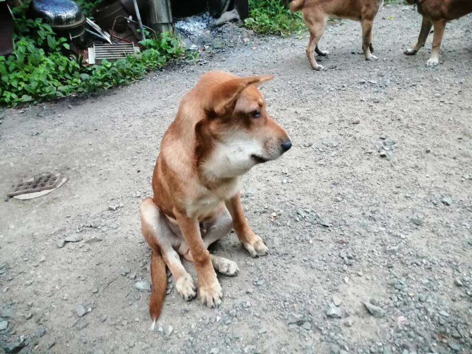 衝撃画像 イッヌ アカン マムシに噛まれてもうたわ なんj Hero