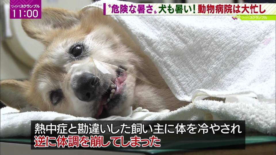 イッヌ あっつぅ 飼い主 おっ 熱中症か よっしゃ なんj Hero